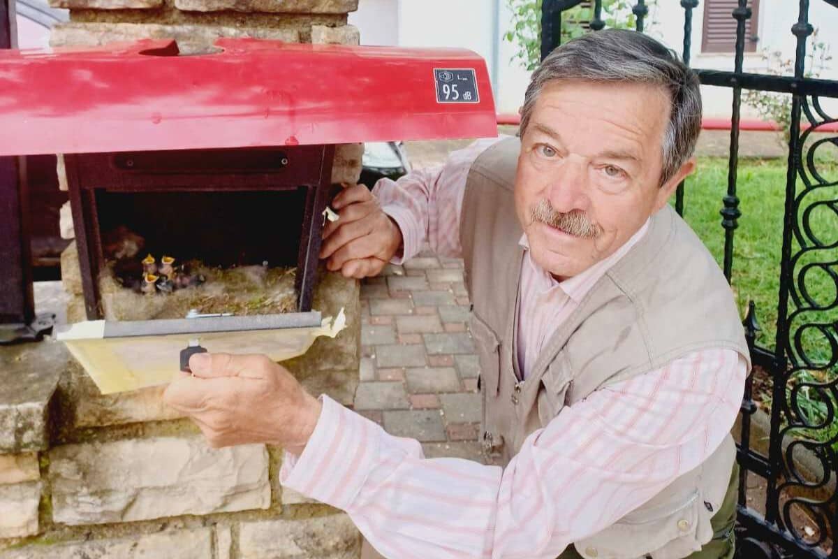 Sjenica svila gnijezdo u poštanskom sandučiću